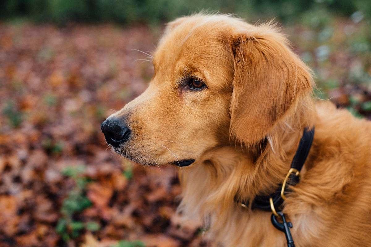 golden retriever shallow focus photography of Golden retriever puppy dog